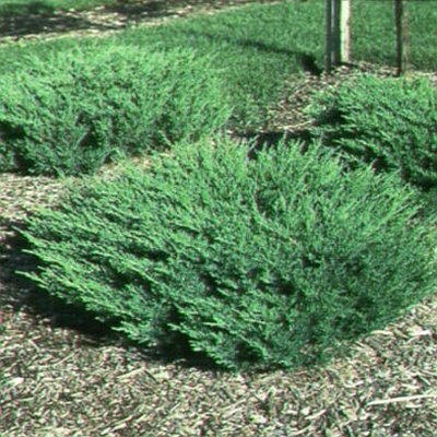 Juniper Andorra Compacta | Live Gallon Size Plants | Juniperus Horizontalis | Drought Tolerant Evergreen Cold Hardy Groundcover