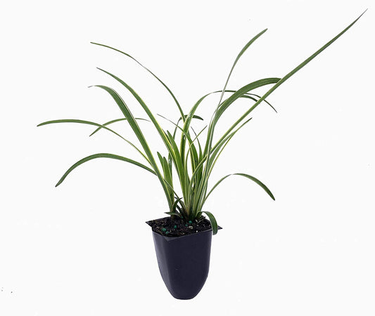 Variegated Liriope Muscari 'Silvery Sunproof' | Live Plants | Blooming Evergreen Groundcover