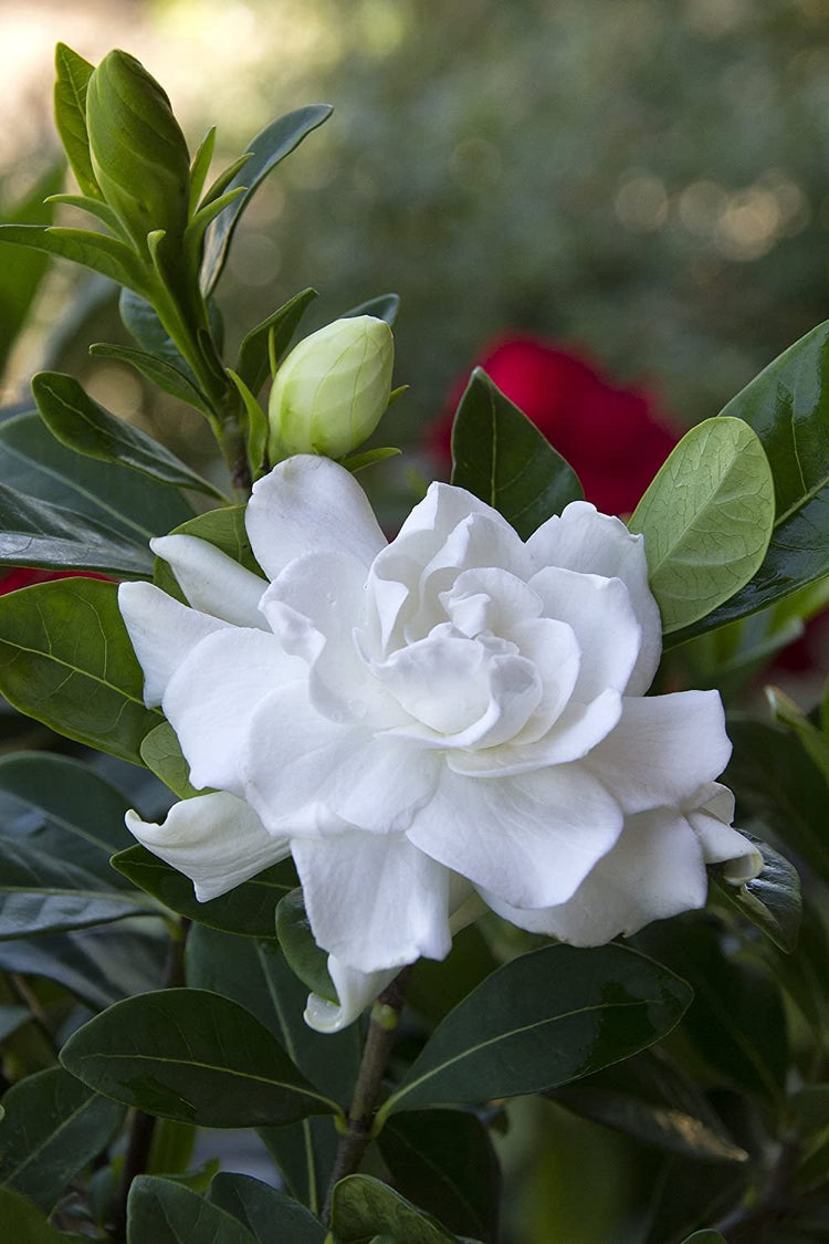 Everblooming Gardenia Jasminoides 'Veitchii' | Live Plants | Beautiful Fragrant Blooming Shrub