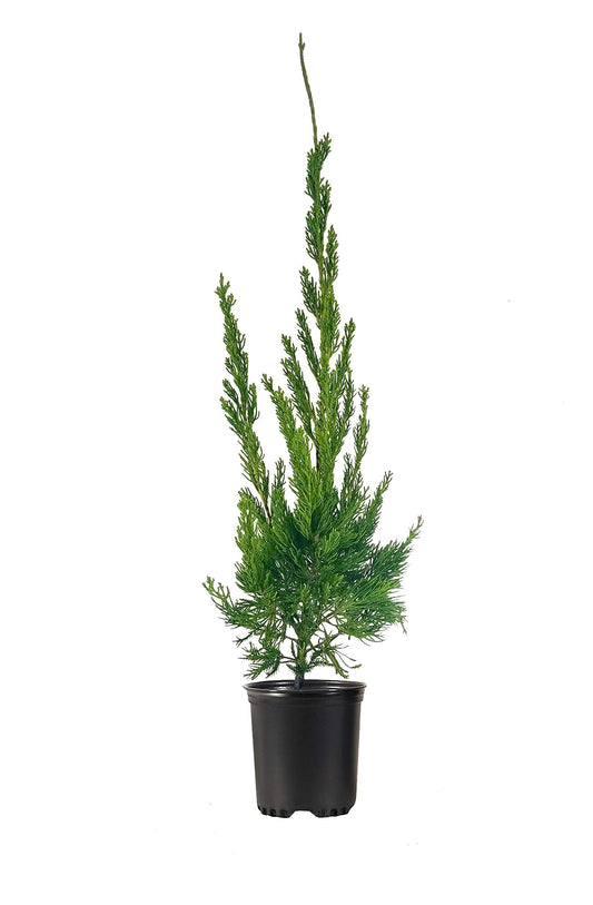 Hollywood Juniper | Juniperus Chinensis Torulosa | Live Quart Size Tree | Drought Tolerant Cold Hardy Evergreen Plant