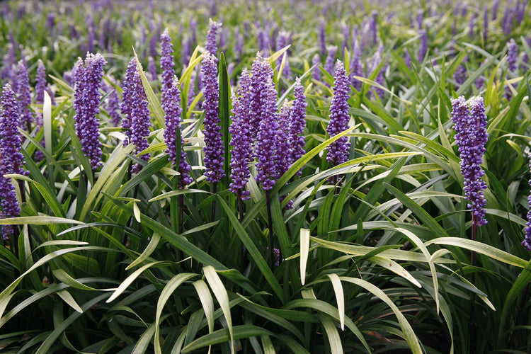 Super Blue Liriope Muscari | 40 Live Plugs | Ground Cover Grass Plants