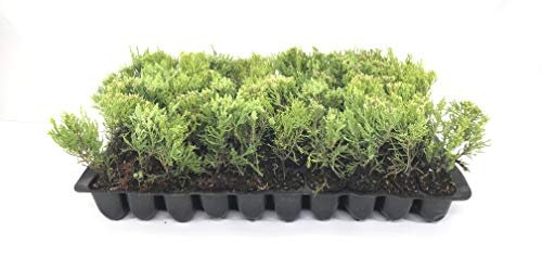 Sea Green Juniper | Live Plants | Juniperus Chinensis | Hardy Evergreen Privacy Screen