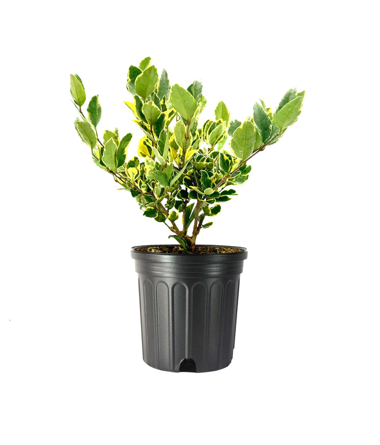Ligustrum Japonicum Jack Frost Privet | Large Gallon Size Plants I Live Variegated, Fast|Growing, Evergreen Shrub for Stunning Ornamental Landscaping, Ideal for Privacy Hedges