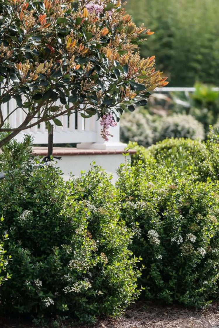 Viburnum Mrs. Schiller's Delight I Large Gallon Size Plant | Live Plants I Dwarf Obovatum I Evergreen Shrub with Fragrant White Blooms, Ideal for Hedges, Borders