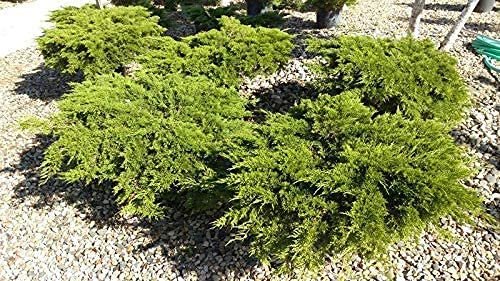 Monna Juniper Sierra Spreader | Live Gallon Size Plants | Juniperus Chinensis | Evergreen Cold Hardy Drought Tolerant Groundcover