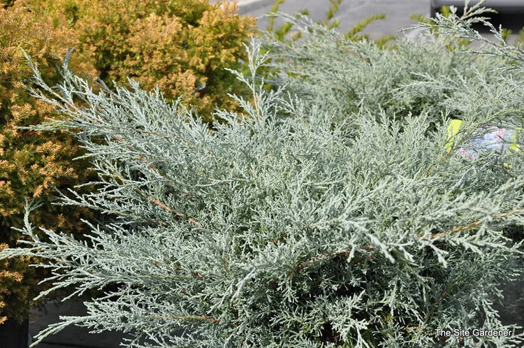 Juniper Angelica Blue | Live Gallon Size Plants | Juniperus Chinensis | Drought Tolerant Evergreen Cold Hardy Shrub