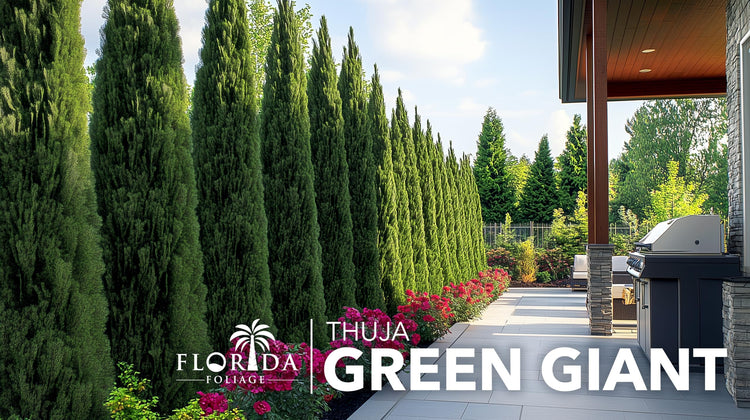 Green Giant Arborvitae | Live Gallon Tree | Thuja Plicata | Evergreen Privacy Screening Plants