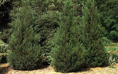 Hetzi Columnar Juniper | Live Plants | Juniperus Chinensis | Evergreen Privacy Barrier