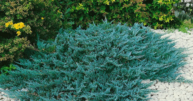 Juniper Blue Chip | Live Gallon Size Plants | Juniperus Horizontalis | Evergreen Cold Hardy Drought Tolerant Groundcover