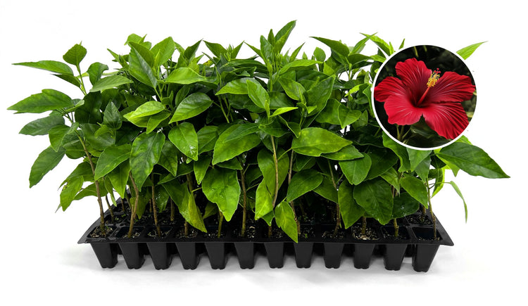 Hibiscus President Red | Live Plants | Hibiscus Rosa|Sinensis | Vibrant Red Blooms | Tropical Garden Beauty | Eye|Catching Flowering Shrub