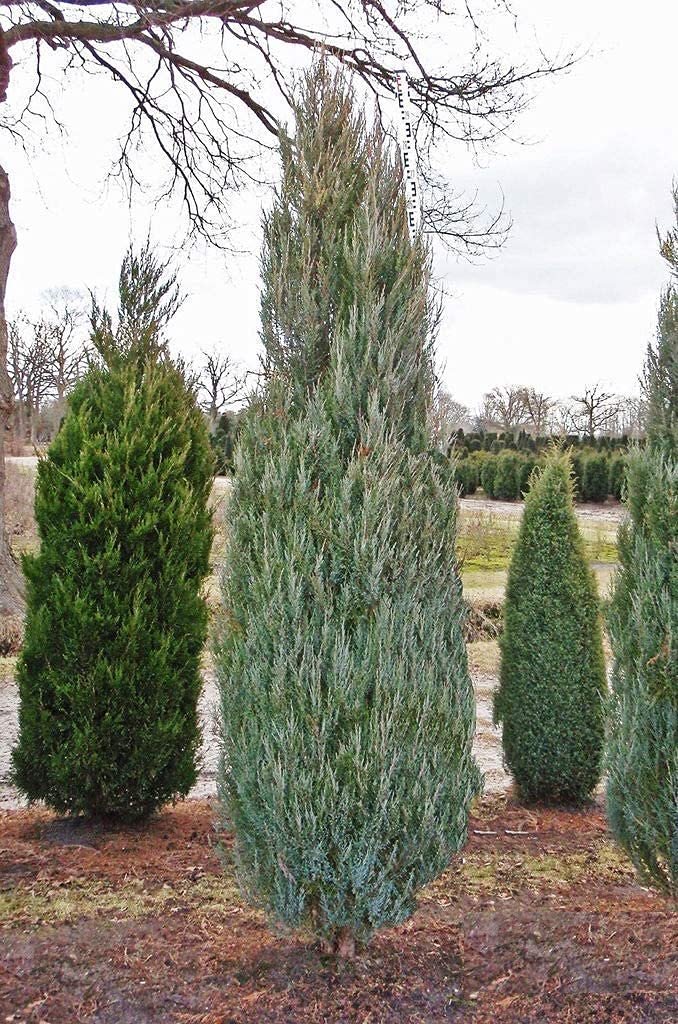 Skyrocket Juniper | Live Gallon Size Trees | Juniperus Scopulorum | Drought Tolerant Cold Hardy Formal Upright Evergreen Plant