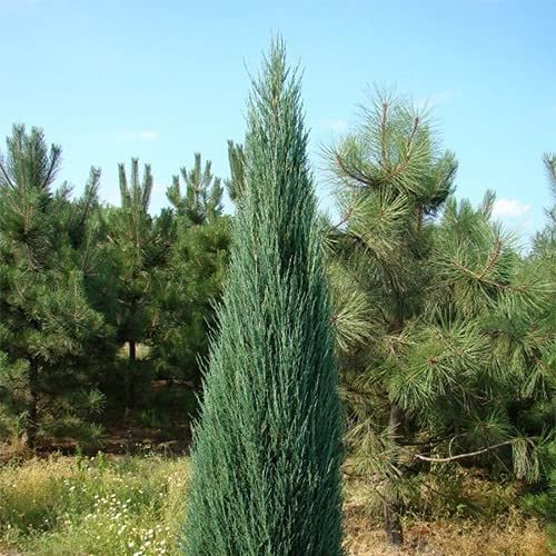 Blue Arrow Juniper | Live Gallon Size Tree | Juniperus Scopulorum | Formal Evergreen Privacy Screening Plants