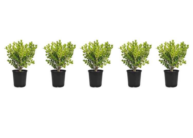 Japanese Boxwood | Live 4 Inch Pots | Buxus Microphylla | Formal Evergreen Low Maintenance Hedge Plants