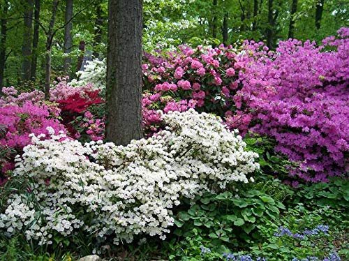 Azalea GG Gerbing | Live Plants | White Flowering Rhododendron