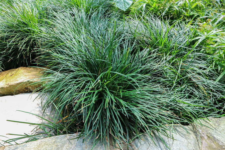 Mondo Grass | Live 4 Inch Pots | Ophiopogon Japonicus | Durable Ground Cover | Shade Tolerant Landscaping Plants