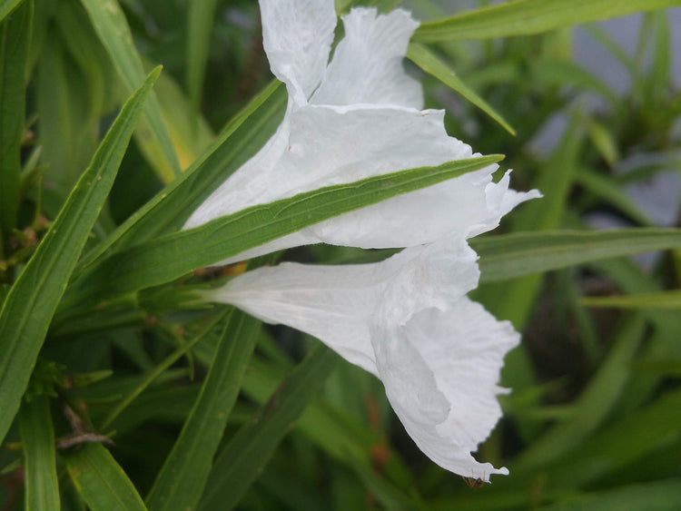 Katie's Dwarf Mexican Petunia White | Live Plants | Ruellia brittoniana | Compact Flowering Perennial | Low Growing Pollinator Favorite for Walkways Borders Containers Landscaping