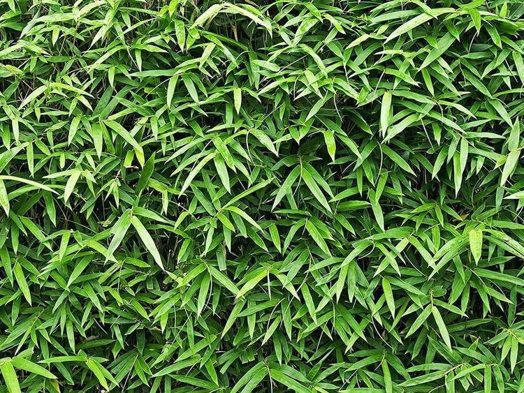 Golden Hedge Bamboo | Extra Large 3 Gallon Plants | Bambusa Multiplex | Clumping Non|Invasive Screening Live Bamboo