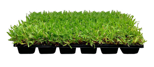 St. Augustine Palmetto | Live Extra Large Grass Plugs | Drought, Salt & Shade Tolerant Turf Sod