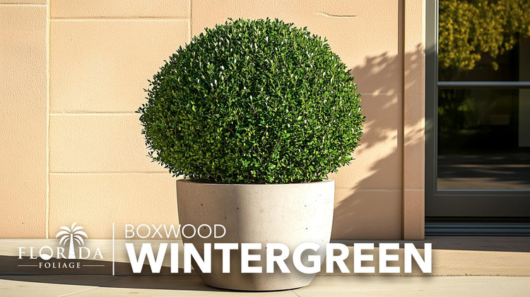 Winter Green Korean Boxwood | Live Plants | Buxus Microphylla | Fast Growing Cold Hardy Formal Evergreen Shrub