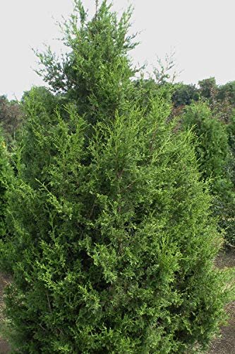 Keteleeri Juniper | Live Trees | Juniperus Chinensis