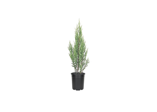 Blue Point Juniper Tree | Live 4 Inch Pots | Juniperus Chinensis | Hardy Evergreen Shrub | Perfect for Landscaping | Low Maintenance Plants