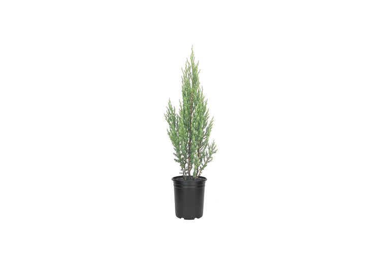 Blue Point Juniper Tree | Live 4 Inch Pots | Juniperus Chinensis | Hardy Evergreen Shrub | Perfect for Landscaping | Low Maintenance Plants