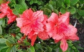 Azalea Fashion | Extra Large 3 Gallon Plants | Vibrant, Healthy, & Blooming, Perfect for Indoor/Outdoor Decor, Easy|Care Flowering Shrub, Ideal Gift for Garden Enthusiasts