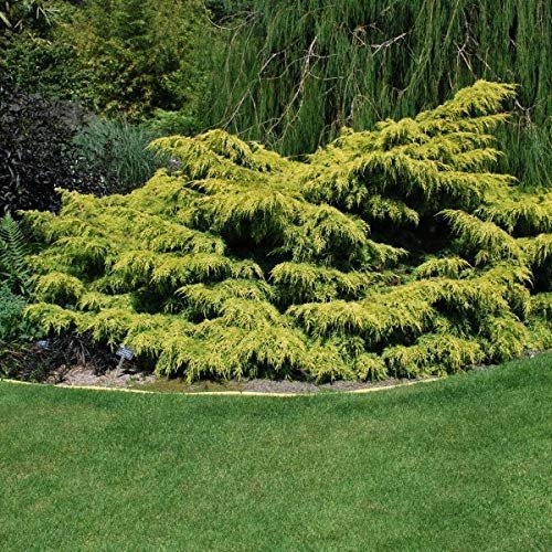 Old Gold Juniper | Live Plants | Juniperus Chinensis | Drought Tolerant Cold Hardy Evergreen Ground Cover