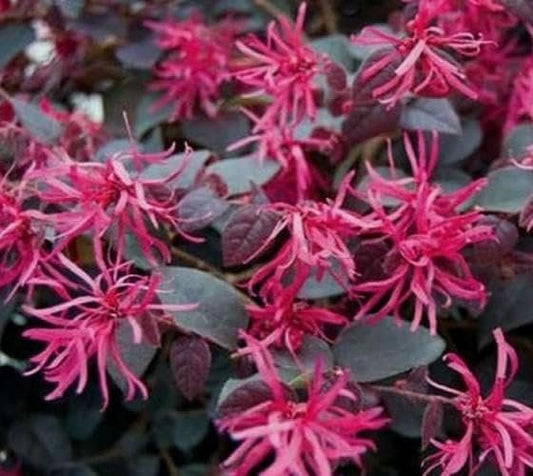 Loropetalum Plum Delight I Live Quart Size Plants I Chinese Fringe Flower I Eye|Catching Plum|Colored Foliage and Vibrant Pink Blooms, Perfect for Hedges and Decorative Plantings