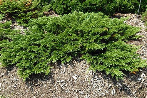 Monna Juniper Sierra Spreader | Live Gallon Size Plants | Juniperus Chinensis | Evergreen Cold Hardy Drought Tolerant Groundcover