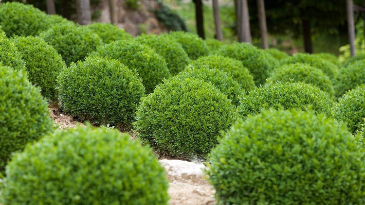 Winter Gem Boxwood | Live 4 Inch Pots | Buxus Microphylla Japonica | Fast Growing Cold Hardy Formal Evergreen Shrub