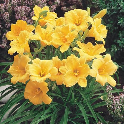 Daylily Stella D' Oro I Live 3 Inch Pots I Hemerocallis | Yellow Flowers I Rich Golden Blooms, Perennial Garden Jewel, Easy|to|Grow for Year|Round Beauty