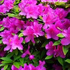 Azalea Purple Formosa | Extra Large 3 Gallon Plant | Vibrant & Lush, Large Purple Blooms, Hardy & Adaptable Shrub for Landscapes, Gardens, or Containers, Low|Maintenance