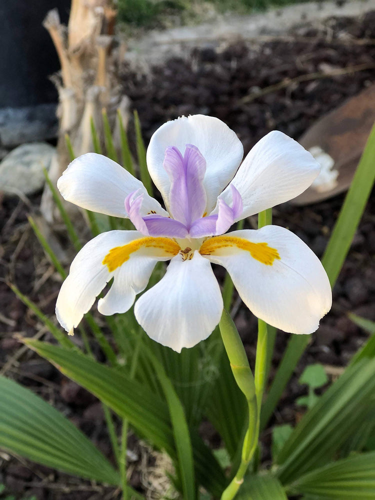 African Iris White | Live Plants | Dietes Iridioides | Drought Tolerant Groundcover Grass