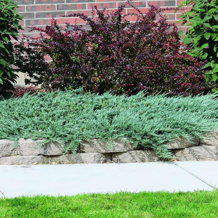 Blue Rug Juniper | Extra Large 3 Gallon Plants | Live Ground Cover Evergreen Shrubs for Landscaping, Garden, Slope Control - Drought Tolerant, Low Maintenance