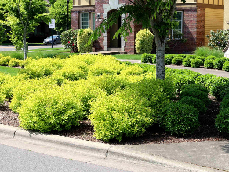 Duranta Gold Mound | Live Quart Size Plants | Duranta Erecta 'Gold Mound' | Vibrant Foliage | Landscape Accent Shrub Hedge