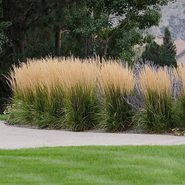 Feather Reed Grass Karl Foerster | Live Plants | Calamagrostis X Acutiflora | Drought Tolerant Cold Hardy Low Maintenance Ornamental Grass