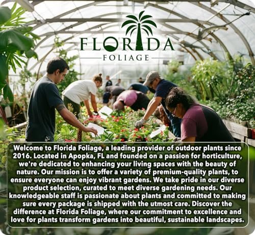 Red Maple Tree | Large Gallon Size Pots | Acer Rubrum | Stunning Fall Color for Landscaping | Shade Tree with Vibrant Red Leaves