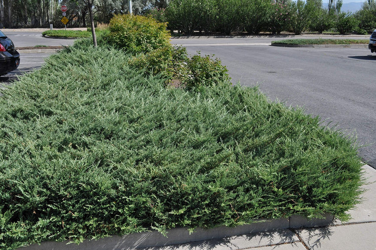 Juniper Bar Harbor | Live Plants | Juniperus Horizontalis | Drought Tolerant Cold Hardy Evergreen Ground Cover