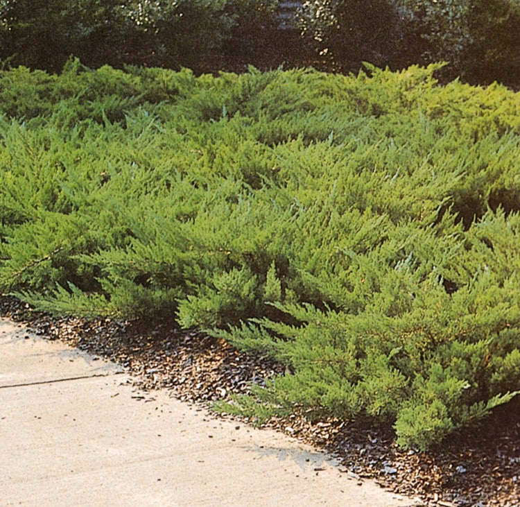 Juniper Parsoni | Large Gallon Size Plant | Juniperus Squamata Expansa Parsons | Drought Tolerant Cold Hardy Evergreen Groundcover