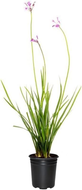 Society Garlic | Live Quart Size Pots | Tulbaghia Violacea | Butterfly Attracting Flowering Groundcover Plants