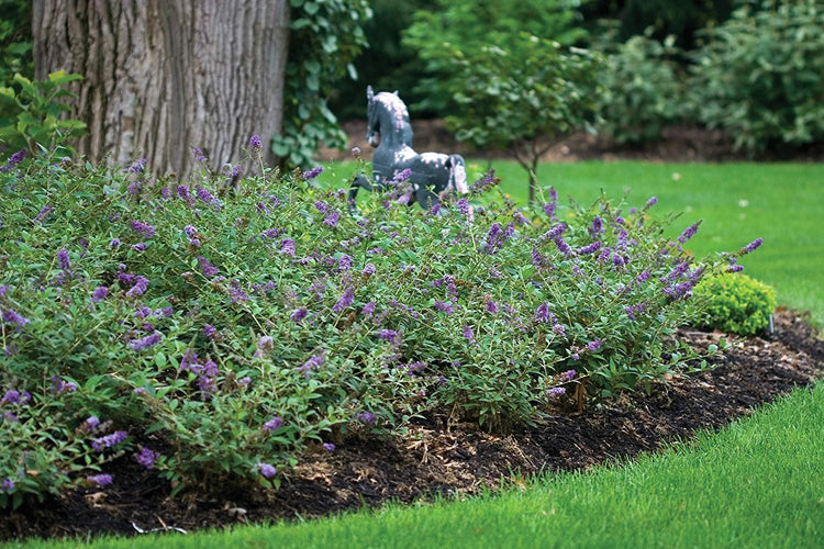 Buddleia Nanho Blue | Live Plants | Blooming Butterfly Bush