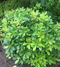 Pittosporum Green | Extra Large 3 Gallon Plants | Pittosporum Tobira | Lush Privacy Hedge | Easy|Care Landscape