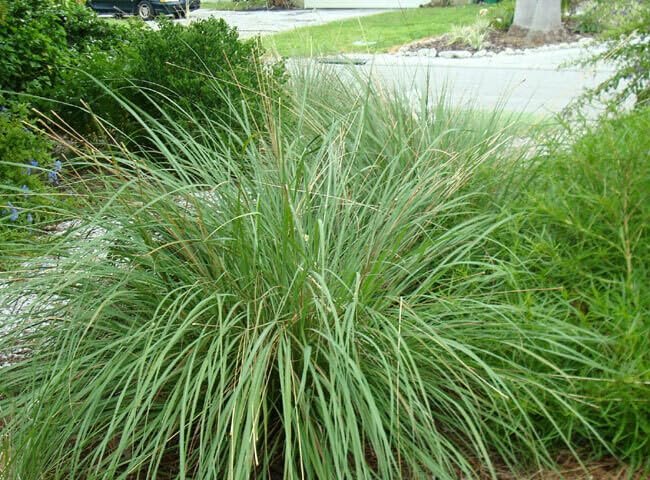 Dwarf Fakahatchee Grass I Large Gallon Size Plants I Tripsacum Floridanum I Live Premium Quality, Low|Maintenance Ornamental Grass for Landscaping, Gardens, and Containers | Fast|Growing