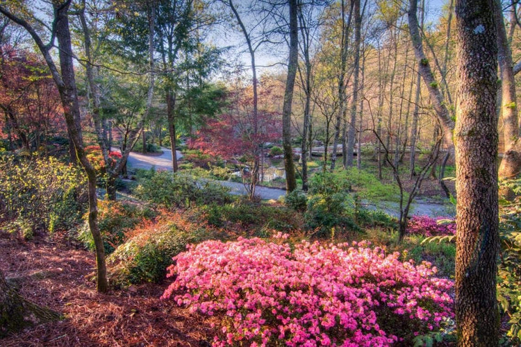 Azalea Fashion | Live Plants | Salmon Colored Flowering Rhododendron