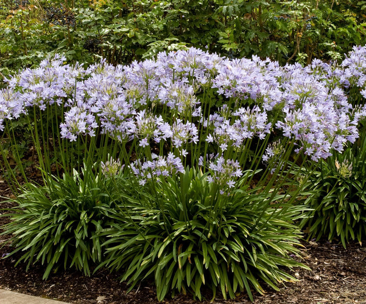 Agapanthus Africanus 'Lily of The Nile' | Live Plants | 2" Pot Size | Blooming Groundcover
