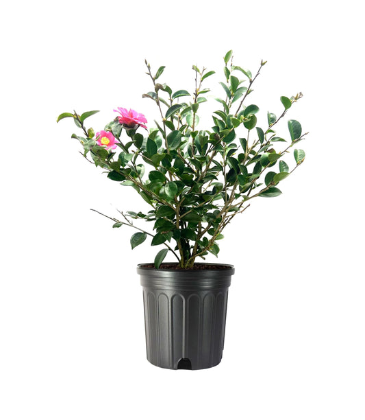 Camellia Sasanqua Kaniiro I Extra Large 3 Gallon Plants | Pink Flowering Vibrant Blooming Shrub, Live Plant for Garden, Landscape & Home Decor, Hardy Evergreen Ornamental Flowering Bush