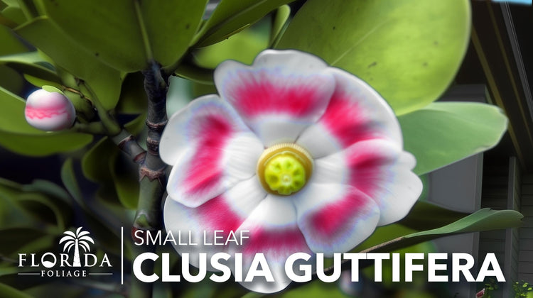 Clusia Guttifera Small Leaf | Live Plants | Clusia guttifera | Privacy Hedge Plants | Evergreen Shrub for Tropical Landscaping