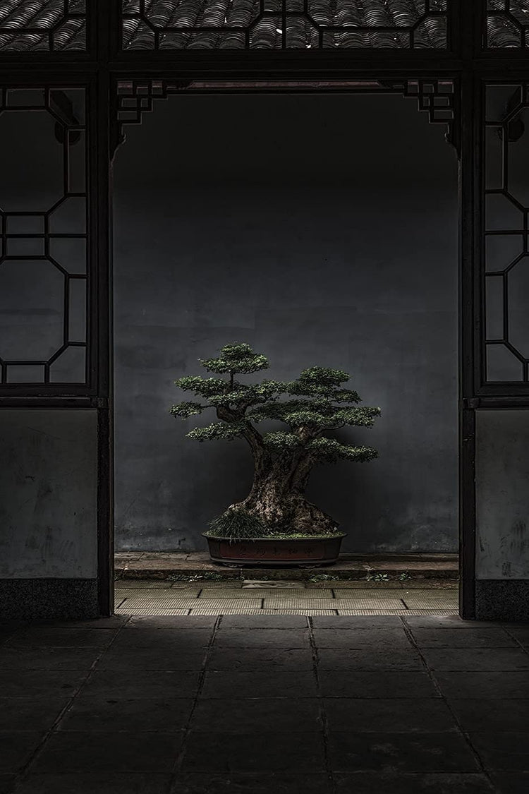 Shimpaku Juniper | Live 4 Inch Pot | Pre|Bonsai Juniperus Chinensis Plants | Symbol of Harmony Balance Meditation and Peace