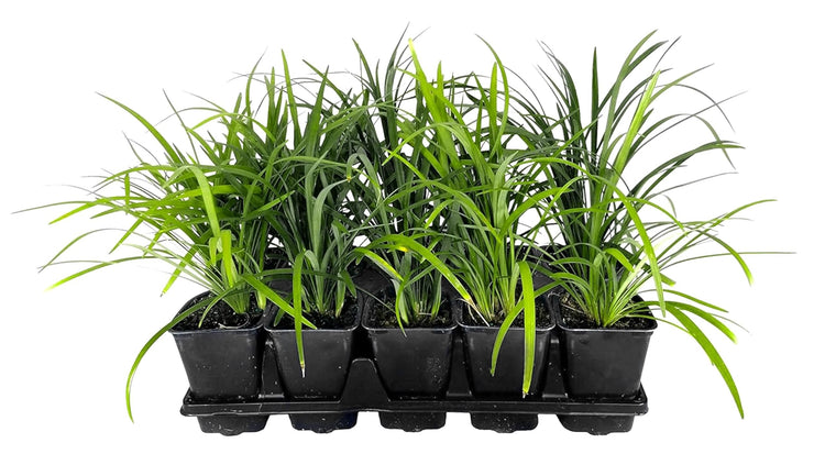 Super Blue Lilyturf | Liriope Muscari | Live 4 Inch Pots | Drought Tolerant Low Maintenance Groundcover Plants